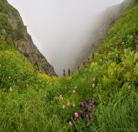 Zapovednik Bezerpinskii-- karniz 7 23 07 2017